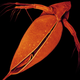 Image for article titled Tiny water flea has the biggest genome ever sequenced